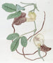 Cattleya tacheté - Sydenham Edwards — artwork view