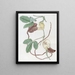Cattleya tacheté - Sydenham Edwards — framed artwork on a wall