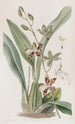 Cyrtochilum tacheté - Sydenham Edwards — artwork view