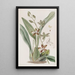 Cyrtochilum tacheté - Sydenham Edwards — framed artwork on a wall