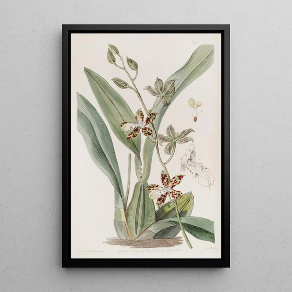 Cyrtochilum tacheté - Sydenham Edwards — framed artwork on a wall