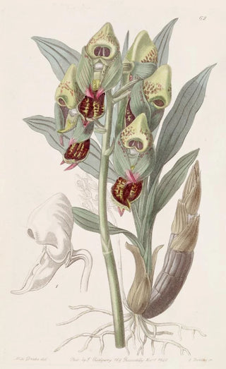 Sydenham Edwards - Spotted Feelerbloom.webp