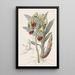 Feelerbloom tacheté - Sydenham Edwards — framed artwork on a wall