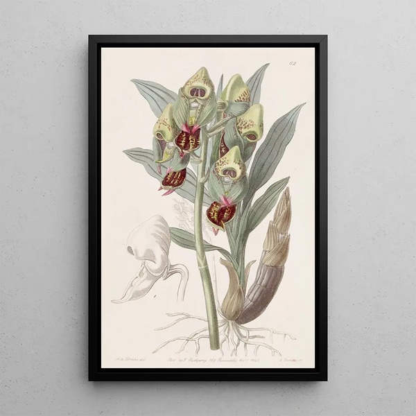 Feelerbloom tacheté - Sydenham Edwards — framed artwork on a wall
