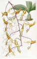 Gongora tachetée - Sydenham Edwards — artwork view