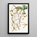 Gongora tachetée - Sydenham Edwards — framed artwork on a wall