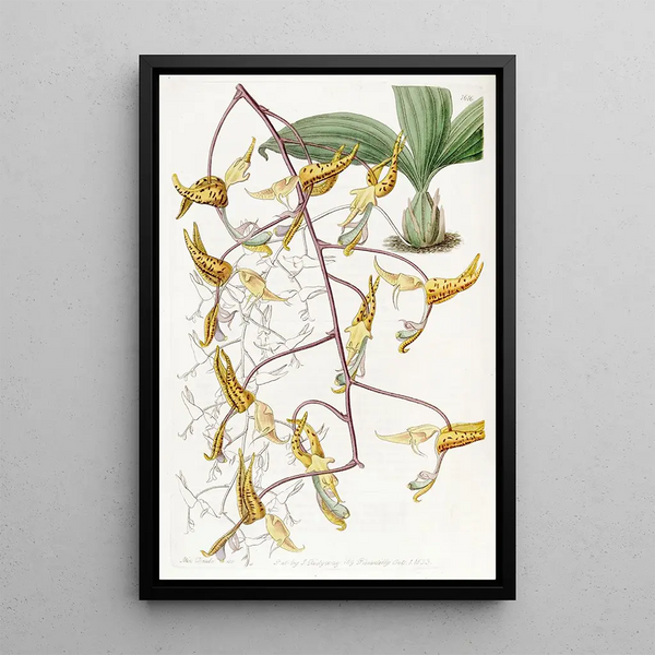 Gongora tachetée - Sydenham Edwards — framed artwork on a wall