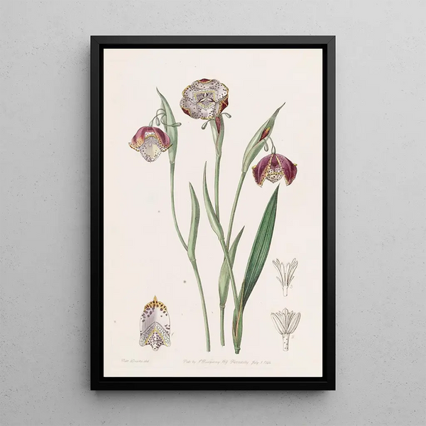 Waterband Tacheté Painting - Sydenham Edwards — framed artwork on a wall