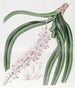 Sarcanthe à fleurs tachetées - Sydenham Edwards — artwork view