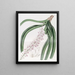 Sarcanthe à fleurs tachetées - Sydenham Edwards — framed artwork on a wall