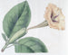 Solandra à fleurs tachetées - Sydenham Edwards — artwork view