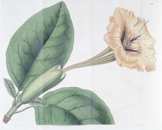 Solandra à fleurs tachetées - Sydenham Edwards — artwork view
