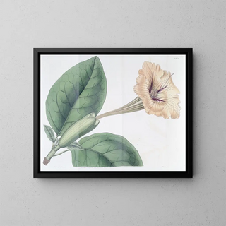 Solandra à fleurs tachetées - Sydenham Edwards — framed artwork on a wall