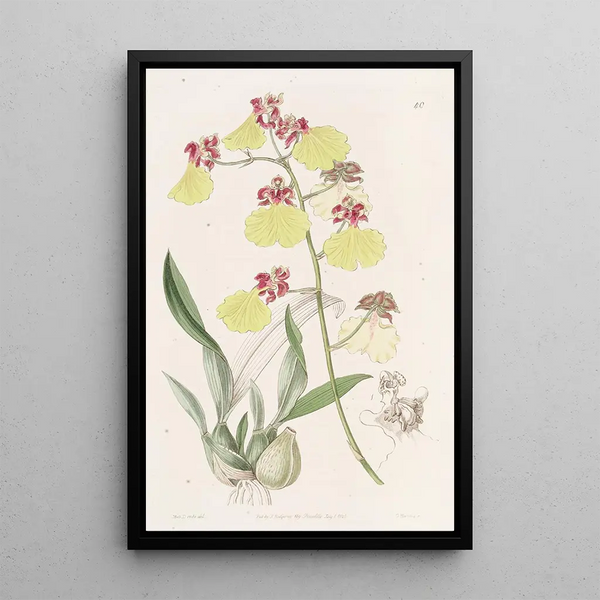 Oncidium with Spotted Wings - Sydenham Edwards — framed artwork on a wall