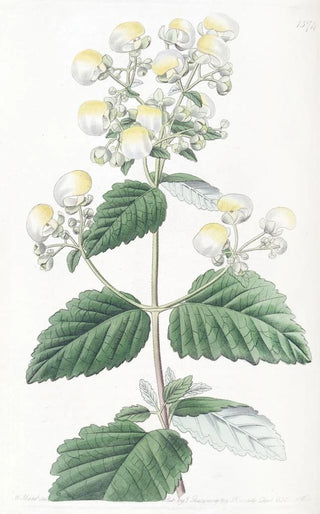 Sydenham Edwards - Spreading Calceolaria.webp