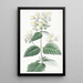 Calceolaria étalée - Sydenham Edwards — framed artwork on a wall