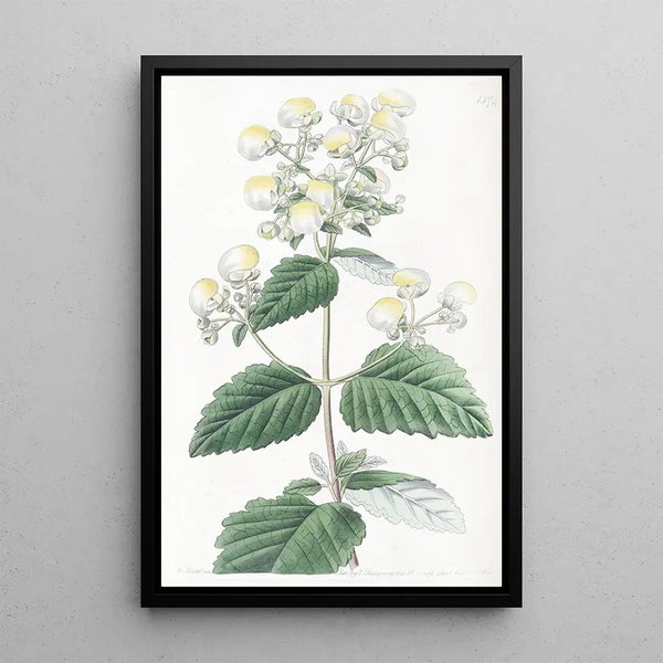 Calceolaria étalée - Sydenham Edwards — framed artwork on a wall