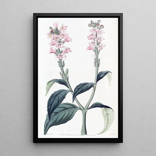 Justicia à tige carrée - Sydenham Edwards — framed artwork on a wall