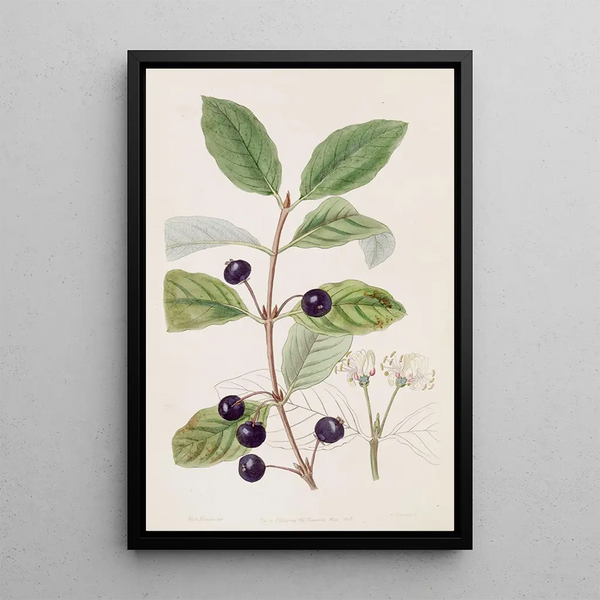 Honeysuckle with fly stain - Sydenham Edwards — framed artwork on a wall