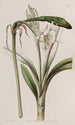 Ismène with Flowers on a Stem - Sydenham Edwards — artwork view