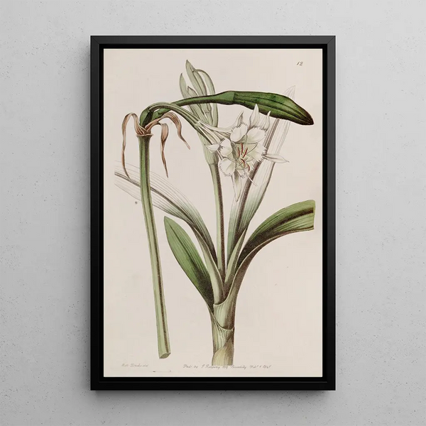Ismène with Flowers on a Stem - Sydenham Edwards — framed artwork on a wall
