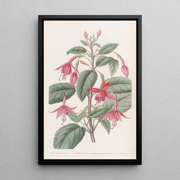 Fuchsia Painting by Standish - Sydenham Edwards — framed artwork on a wall