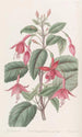Fuchsia Painting by Standish - Sydenham Edwards — artwork view