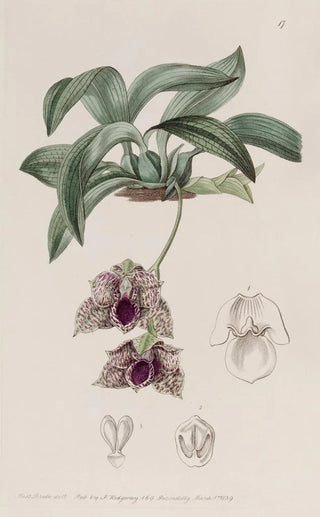 Sydenham Edwards - Stapelialike Maxillaria.webp