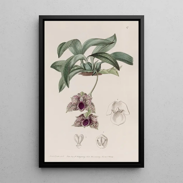 Maxillaria similar to Stapelia - Sydenham Edwards — framed artwork on a wall