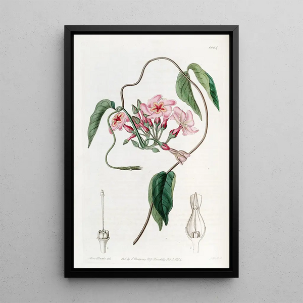 Echites à fleurs étoilées - Sydenham Edwards — framed artwork on a wall
