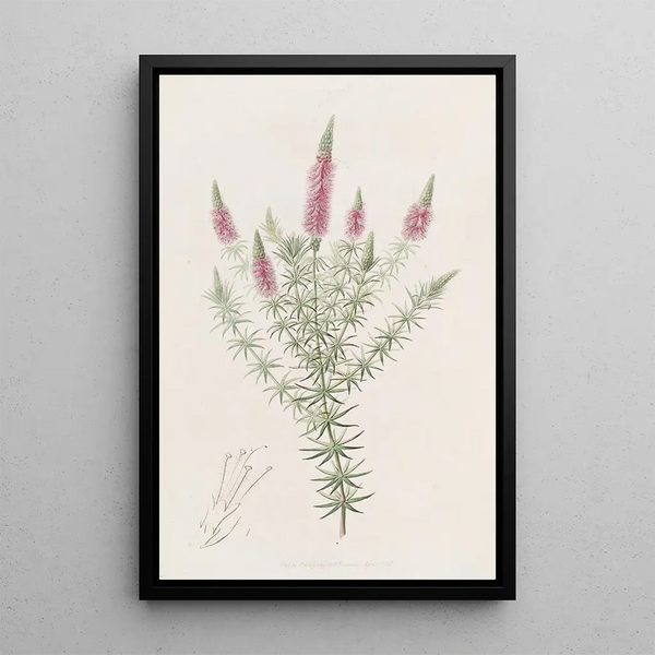 Dysophyll étoilé - Sydenham Edwards — framed artwork on a wall
