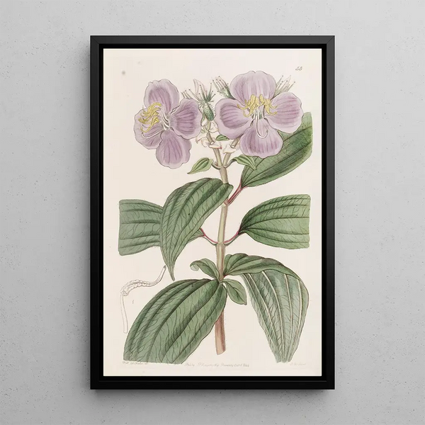 Osbeckia étoilée à petites écailles - Sydenham Edwards — framed artwork on a wall