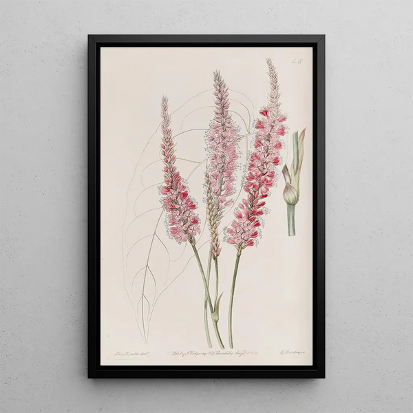 Polygonum à tige embrassante - Sydenham Edwards — framed artwork on a wall