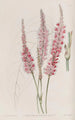 Polygonum à tige embrassante - Sydenham Edwards — artwork view