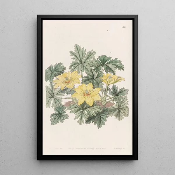 Trolle sans tige - Sydenham Edwards — framed artwork on a wall