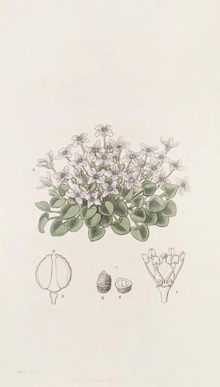 Sydenham Edwards - Stemless VioletCress.webp