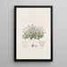 Cresson violet without stem - Sydenham Edwards — framed artwork on a wall
