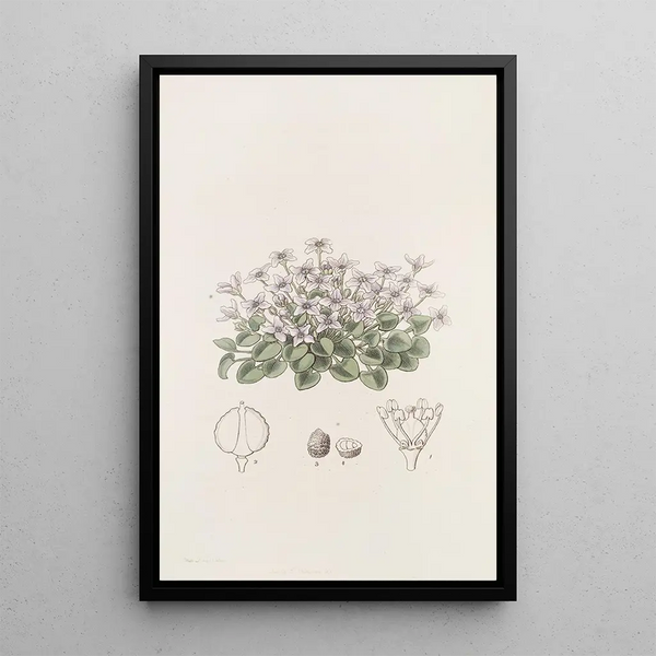 Cresson violet without stem - Sydenham Edwards — framed artwork on a wall