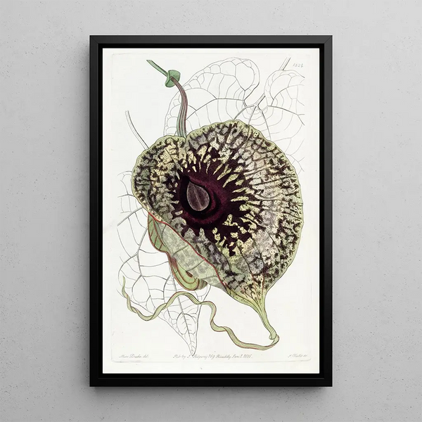 Aristoloche puante - Sydenham Edwards — framed artwork on a wall