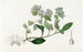 Eutoca Lost - Sydenham Edwards — artwork view