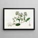 Eutoca Lost - Sydenham Edwards — framed artwork on a wall