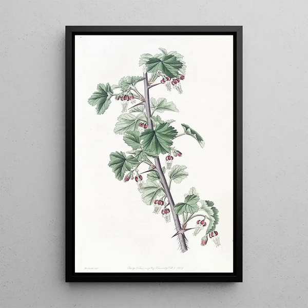 Gooseberry trailing - Sydenham Edwards — framed artwork on a wall