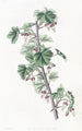 Gooseberry trailing - Sydenham Edwards — artwork view