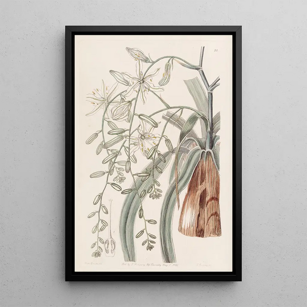 Star of Bethlehem trailing - Sydenham Edwards — framed artwork on a wall