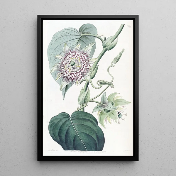 Passiflore à lanières - Sydenham Edwards — framed artwork on a wall