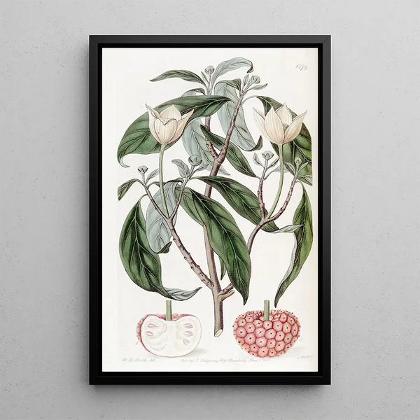 Benthamia à fruits de fraise - Sydenham Edwards — framed artwork on a wall