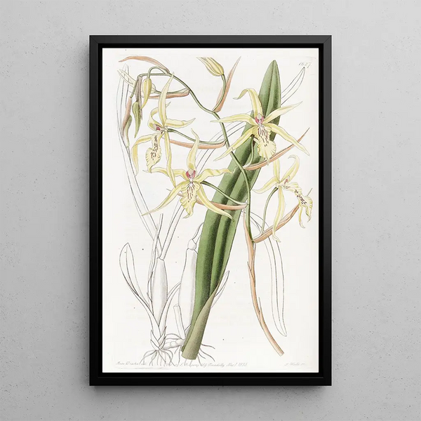 Cyrtochilum couleur paille - Sydenham Edwards — framed artwork on a wall