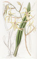 Cyrtochilum couleur paille - Sydenham Edwards — artwork view