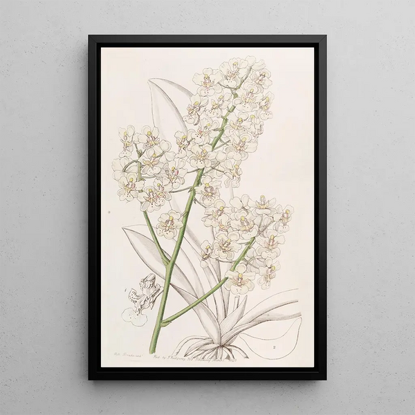Oncidium straw-colored painting - Sydenham Edwards — framed artwork on a wall
