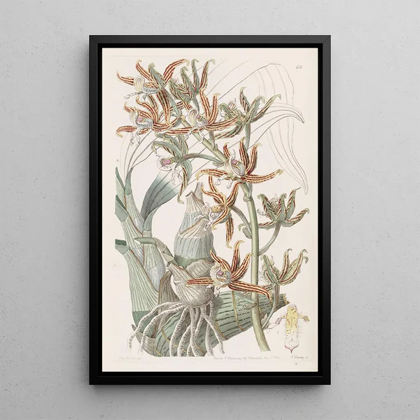 Mermodes strié - Sydenham Edwards — framed artwork on a wall